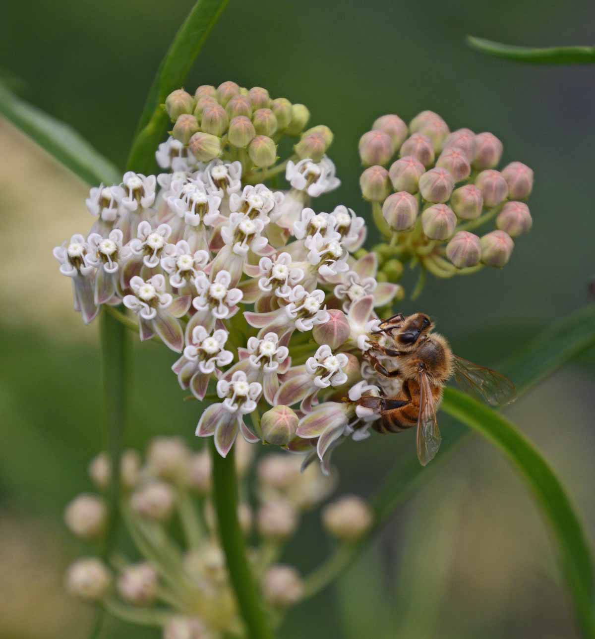 Narrow Leaved Milkweed (Asclepias fascicularis) Applewood Seed Co.