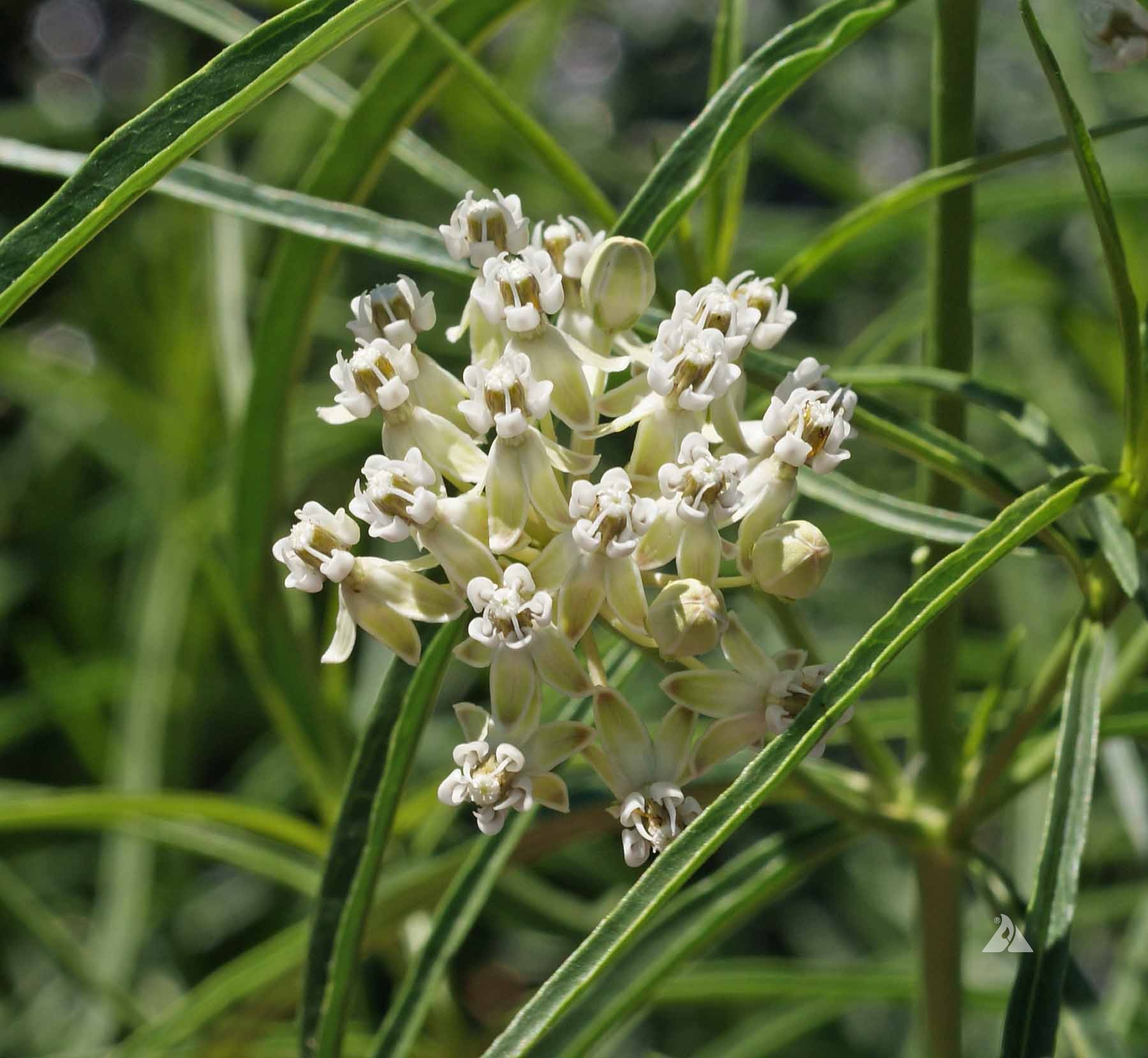 Narrow Leaved Milkweed (Asclepias fascicularis) Applewood Seed Co.
