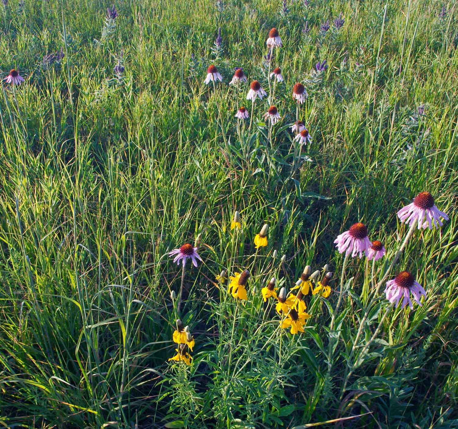 Shortgrass Prairie Mix including longheaded coneflower and purple