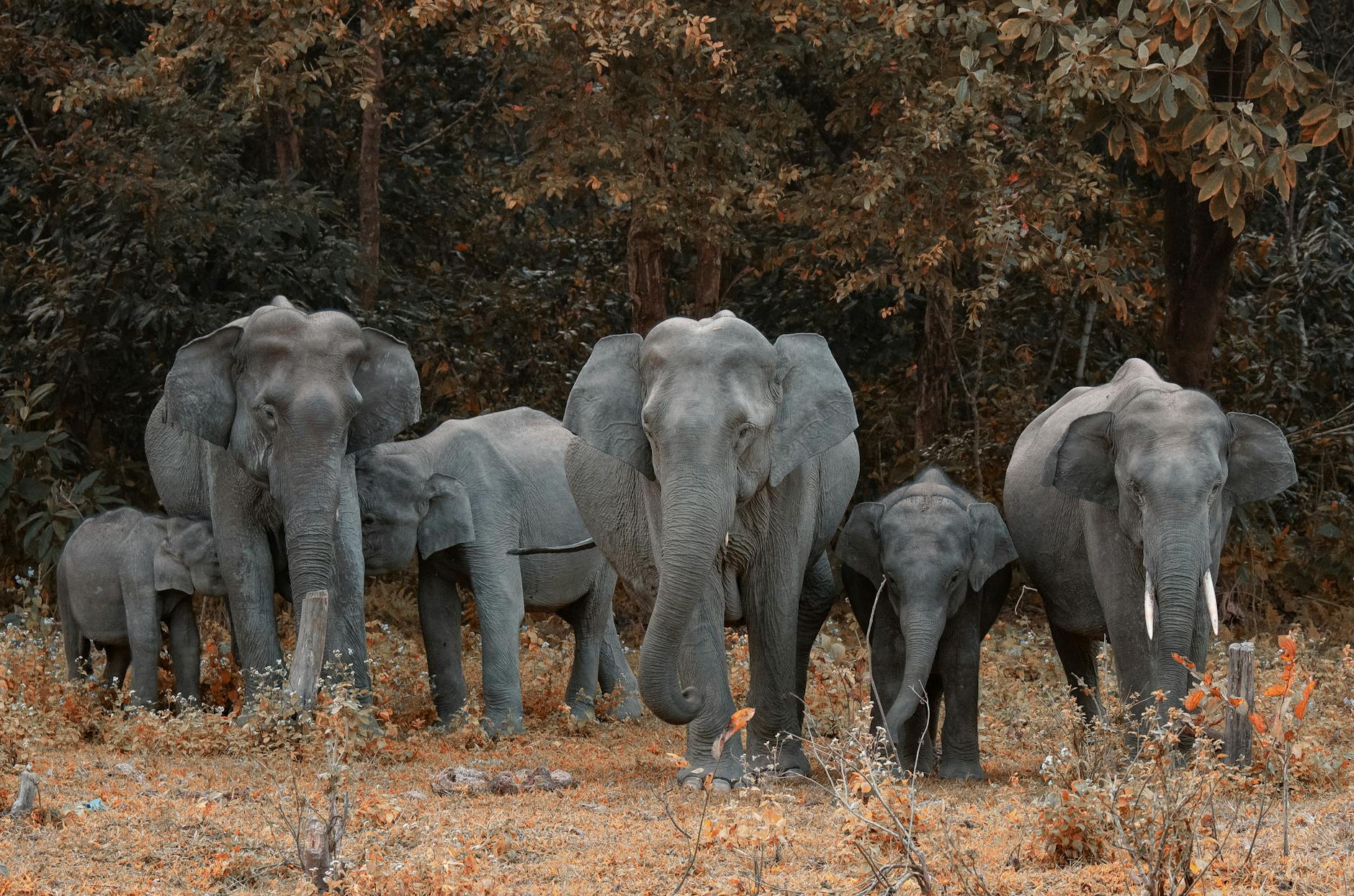 20+ Elephant Collective Nouns Meanings, Usage & Examples