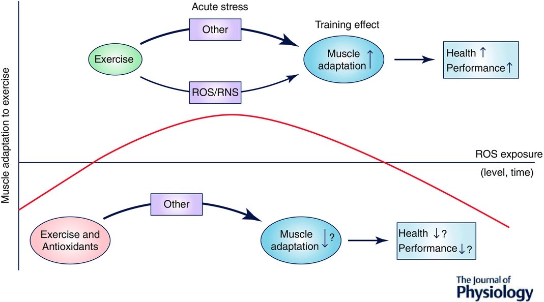 Do Antioxidants inhibit muscle and endurance gains?