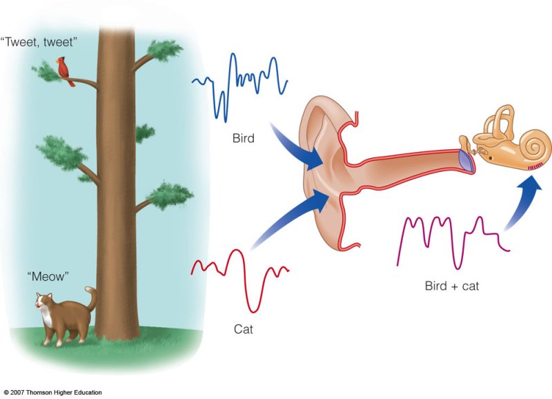 Psychology 3215 Topics