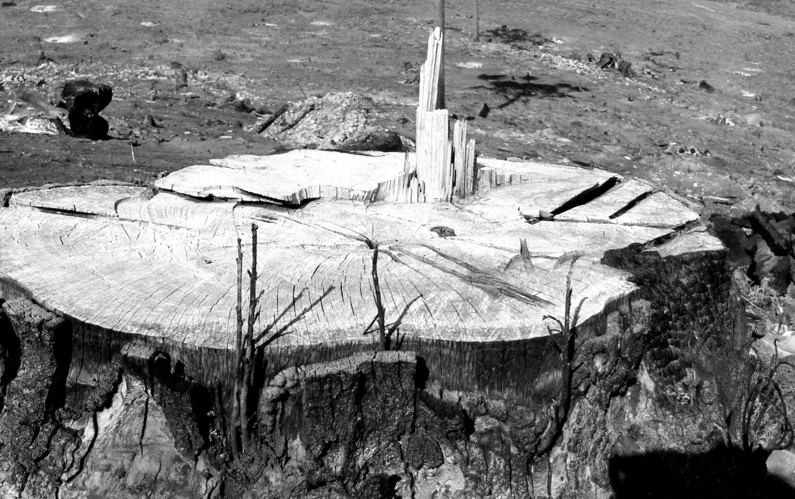 Imbuia, a espécie nobre da Mata Atlântica Apremavi