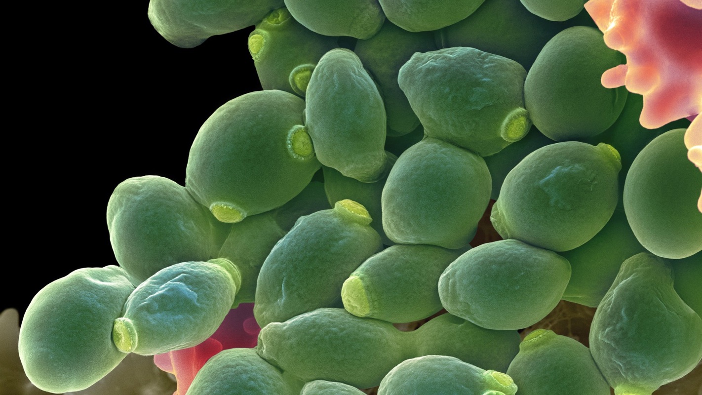 Levaduras en la Fermentación del Vino Aprender de Vino