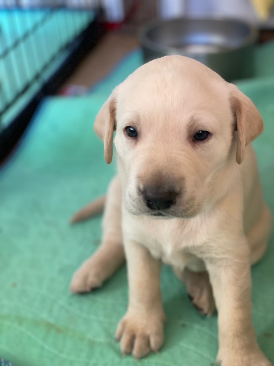 Pure bred Lab Puppies LOYAL & LOVING America's Pet Registry