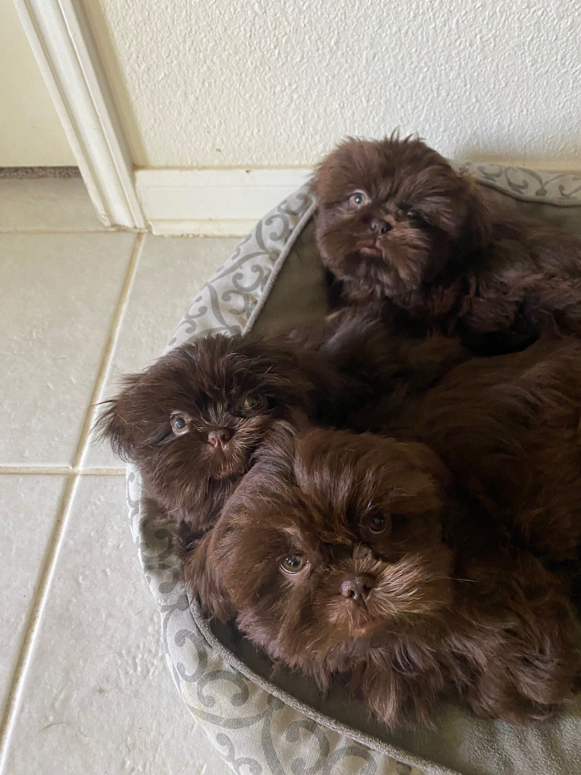Shih Tzu Puppies Liver America's Pet Registry