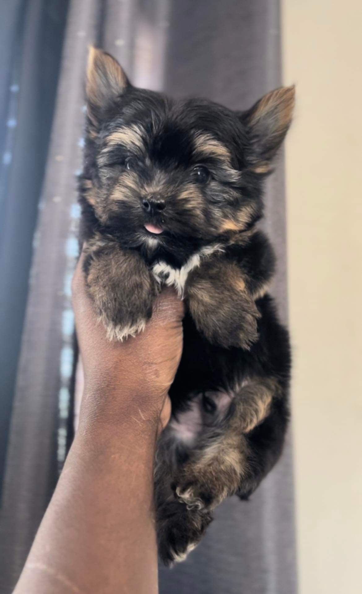 Exotic Color Male Yorkies America's Pet Registry