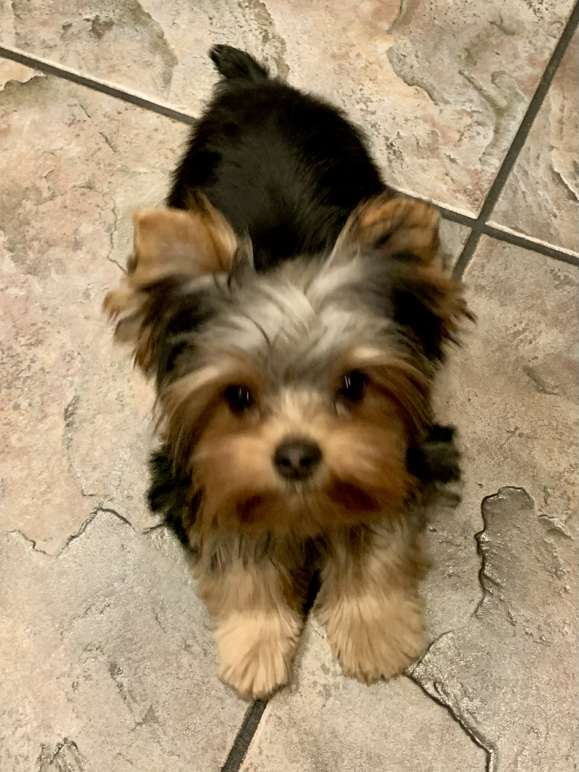 Tea Cup Yorkies America's Pet Registry