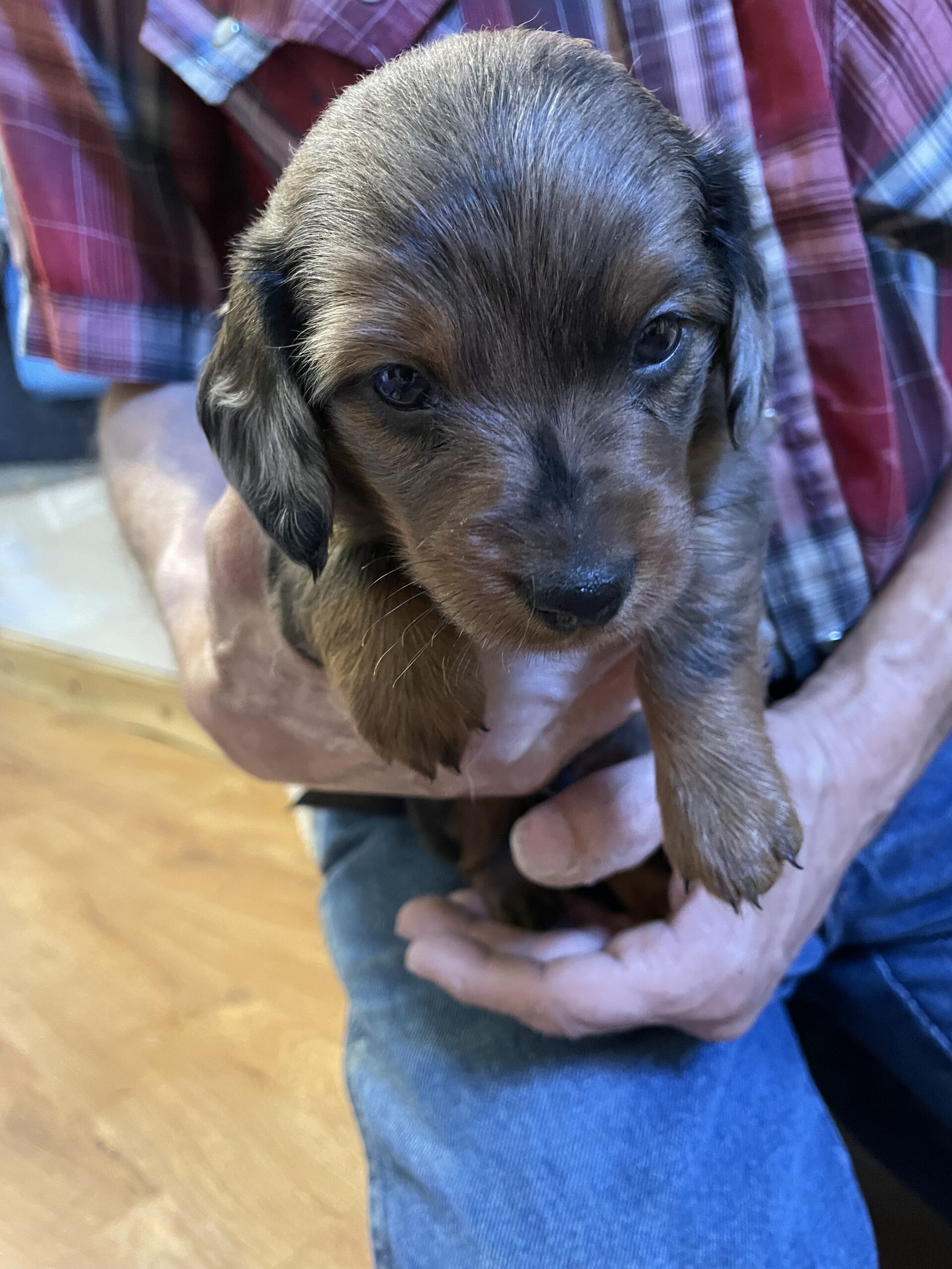 Miniature Dachshund Puppies For Sale in Texas PetzLover