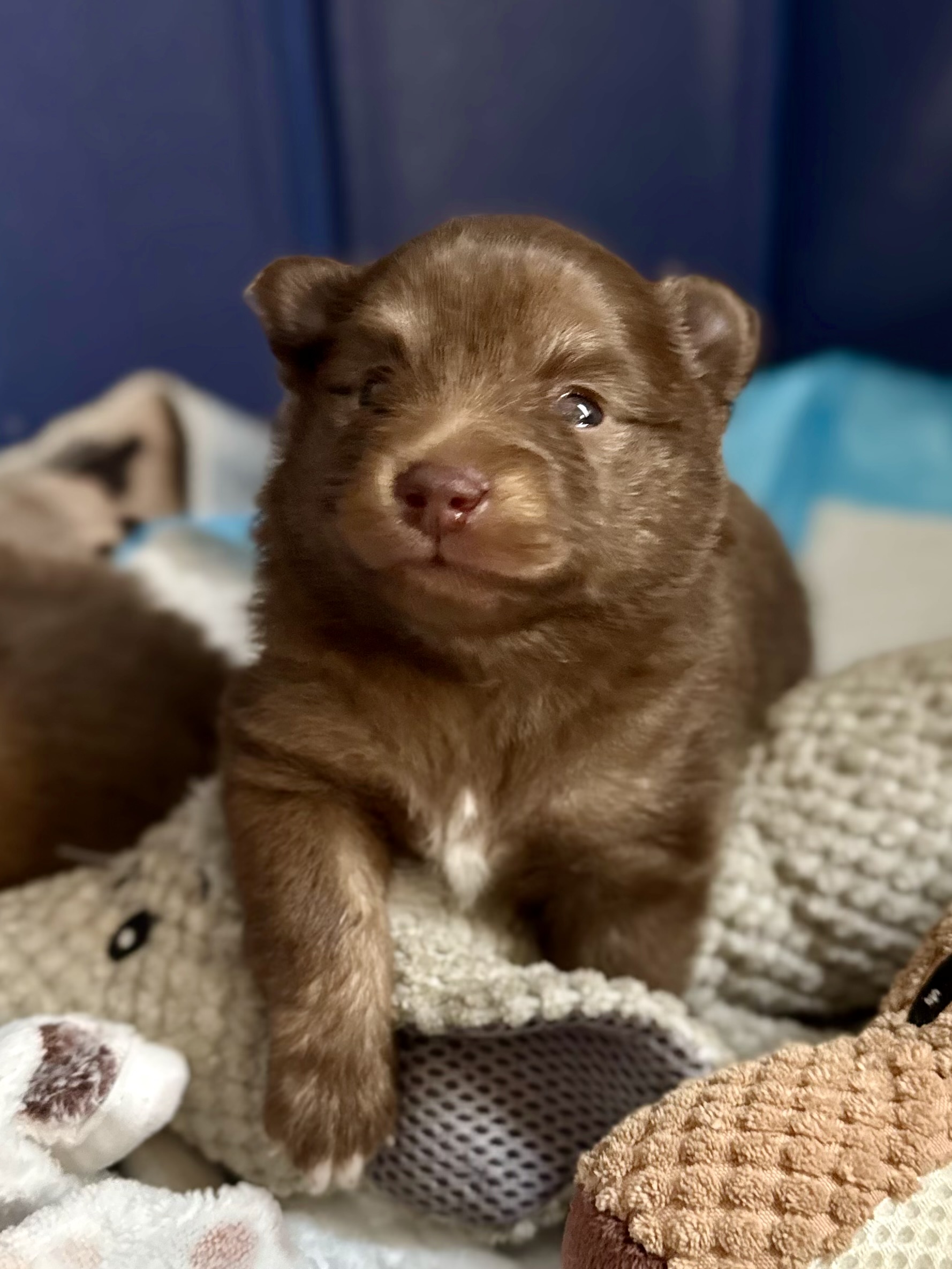 Pomeranian Puppies APRI Registered America's Pet Registry