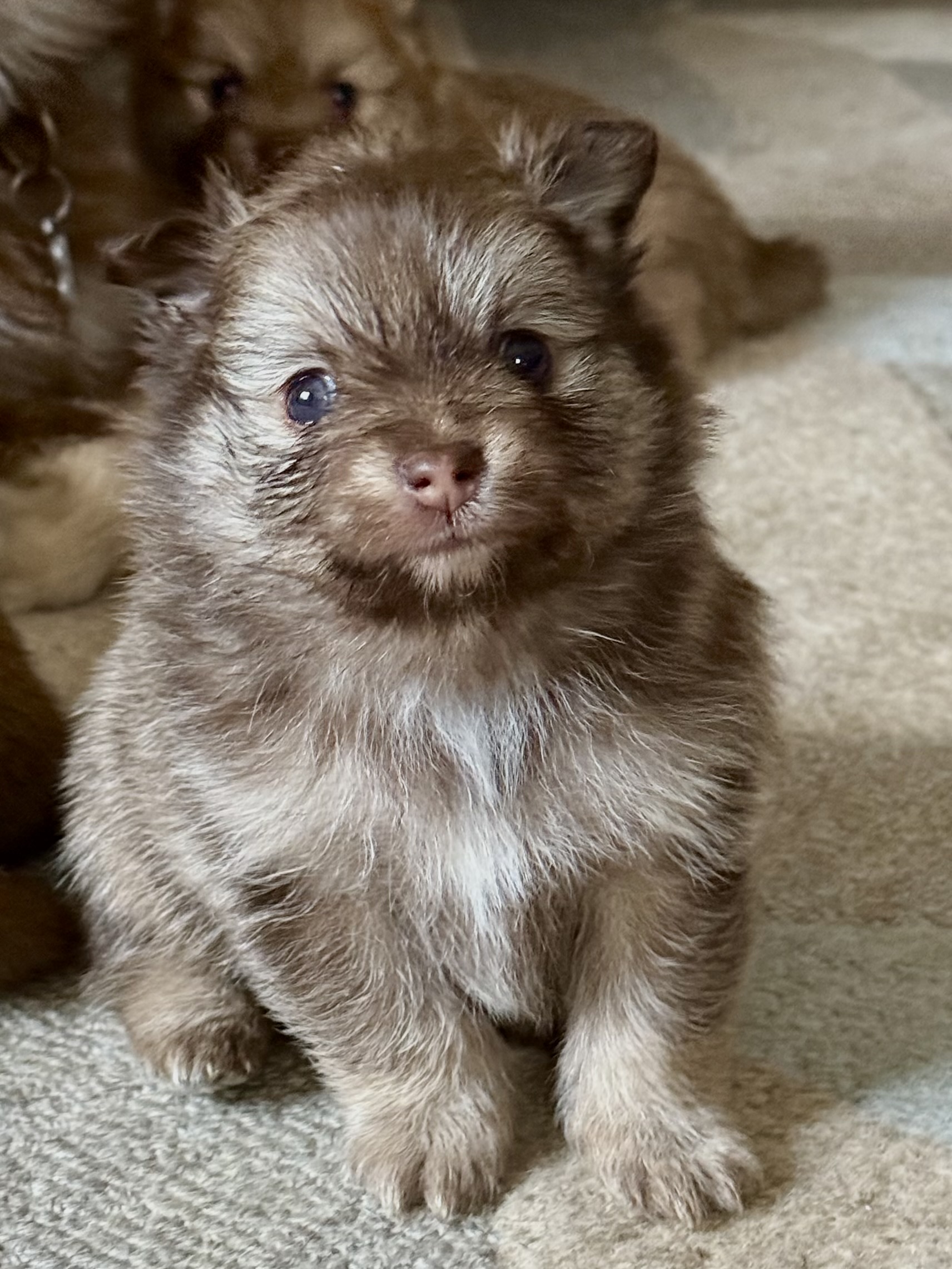 Pomeranian Puppies APRI Registered America's Pet Registry