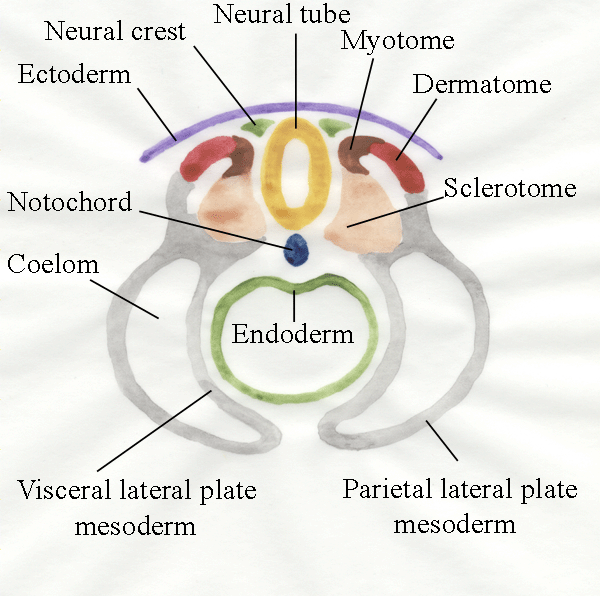 Somite JungleKey.fr Web