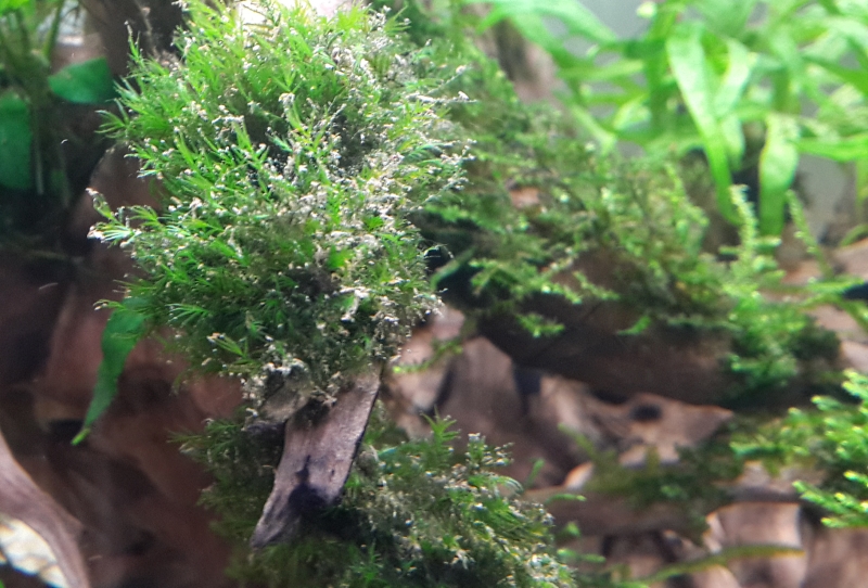 Diatom bloom after water changes..how to fix it? APSA