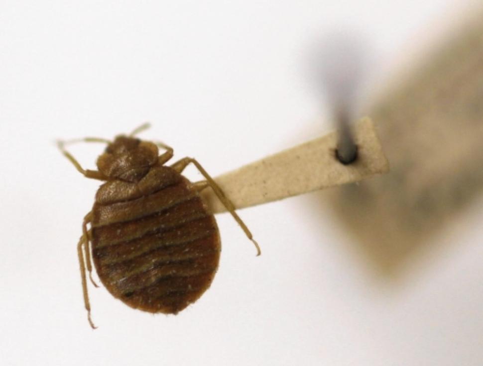 Apartment Management Magazine How to Spot Bedbugs in Your Rentals