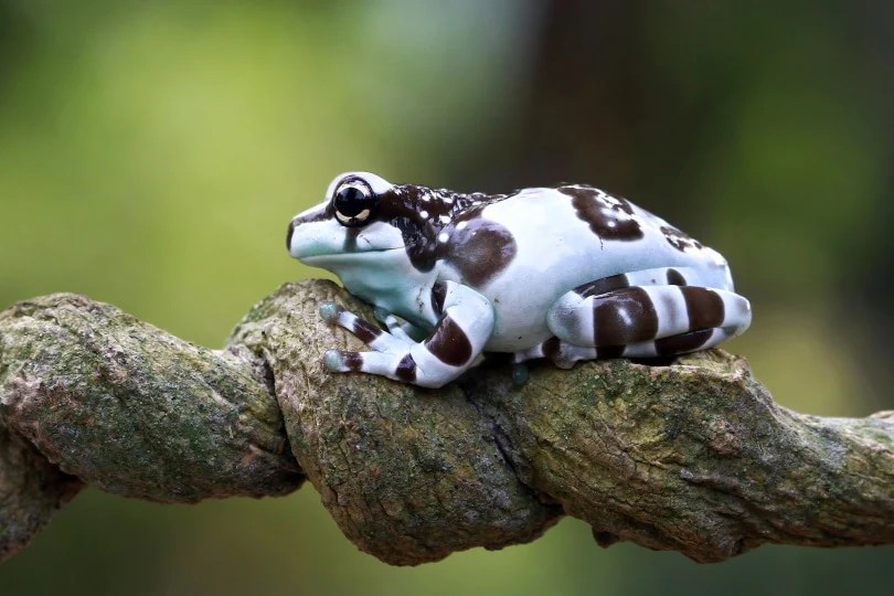 How Big Do Amazon Milk Frogs Get? All Need To Know