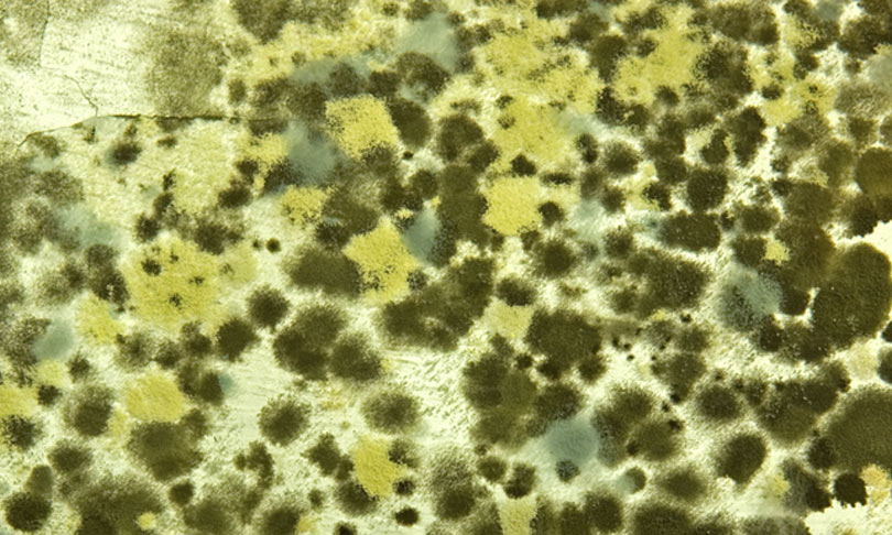 Mold Cleanup & Remediation AQHI Inc.