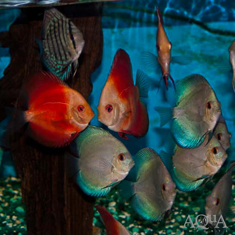 Assorted Discus (Symphysodon discus) Aqua Imports Online Store