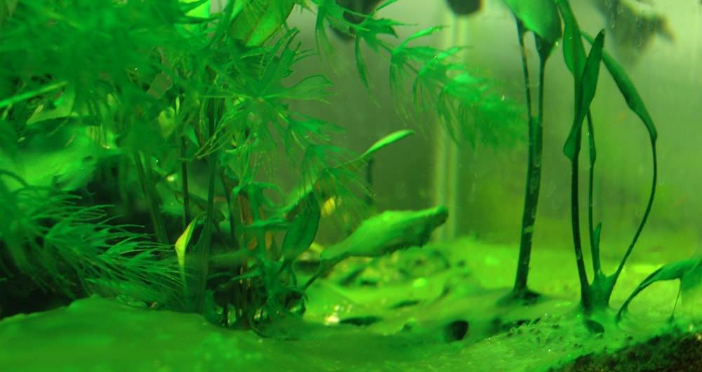 Comment je me suis débarrassé du problème « eau verte