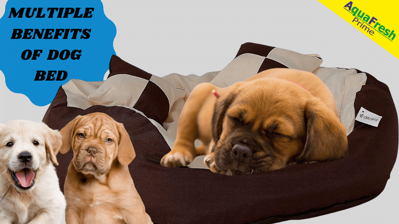 Orthopedic Bed For Dogs Aquafresh Prime