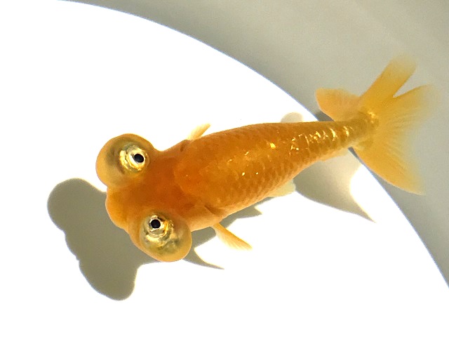 頂天眼(チョウテンガン）｜金魚｜熱帯魚図鑑｜﻿熱帯魚のことなら『みずものコム』 頂天眼」金魚。大きさや他の金魚との相性、飼育ポイントなど – アクアハーミット