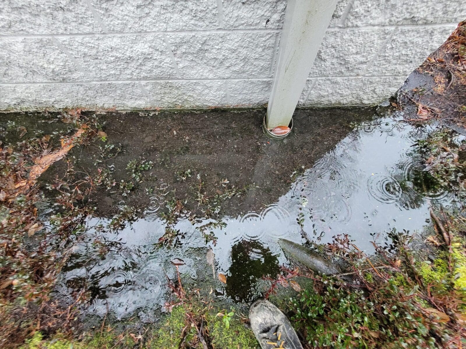 Bellevue, WA Utility Daylighting and Repairs AQUALIS