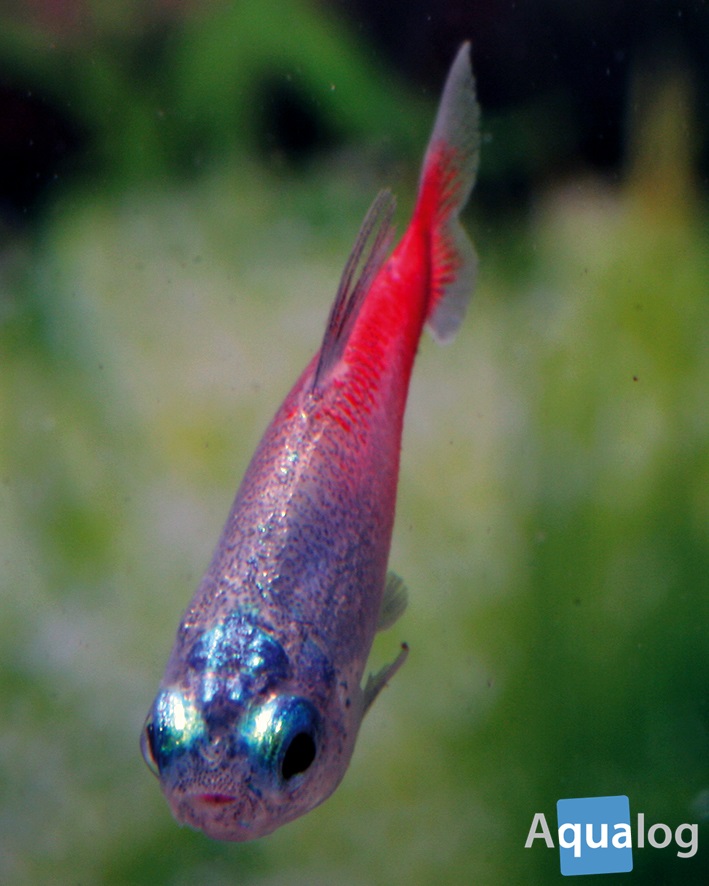 The Neon Tetra a fish that changed the world Aqualog.de