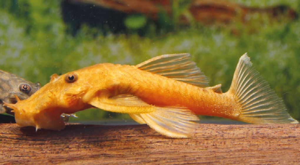 Puzzling bristlenose catfishes Aqualog.de