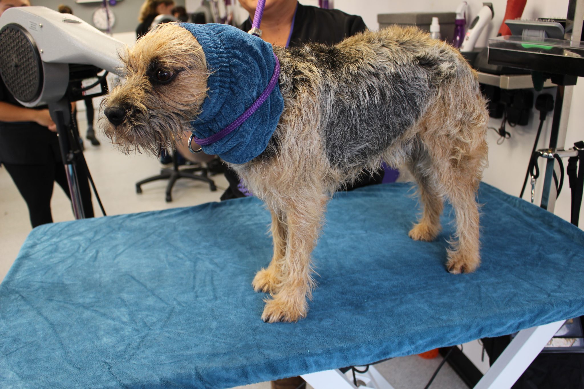 The groomer’s safety table cover Water Master Ltd