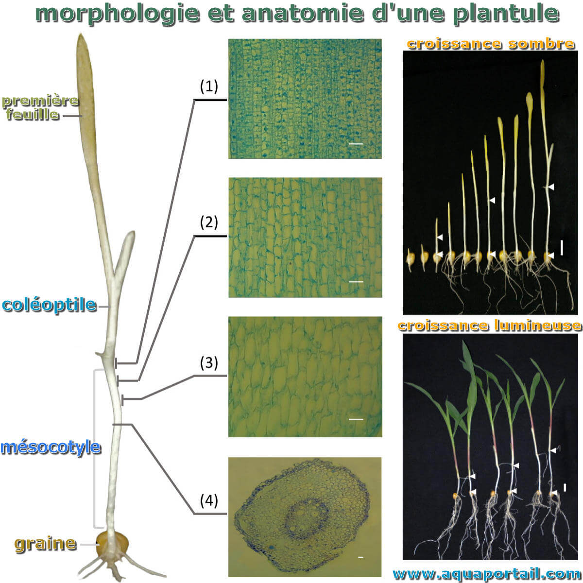 Plantule définition et explications