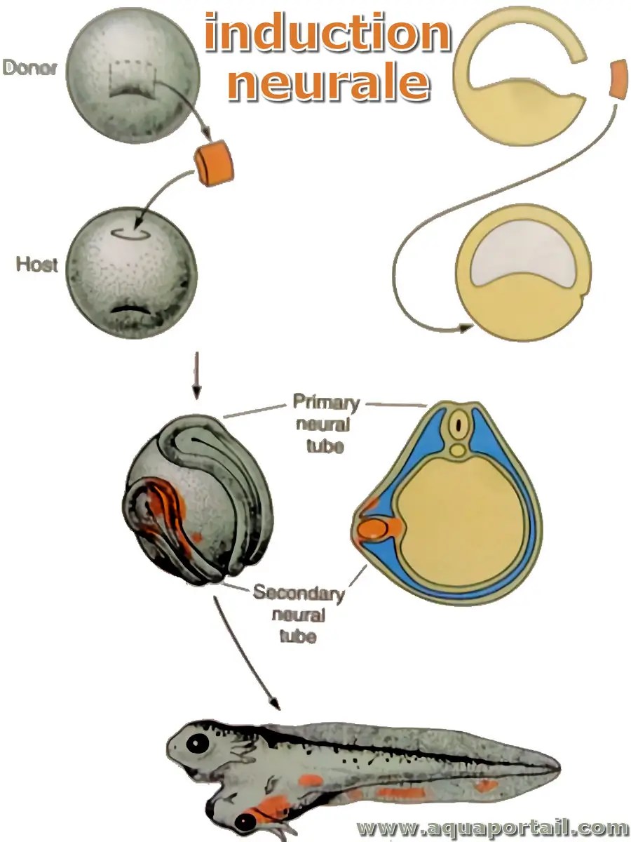 Induction définition et explications