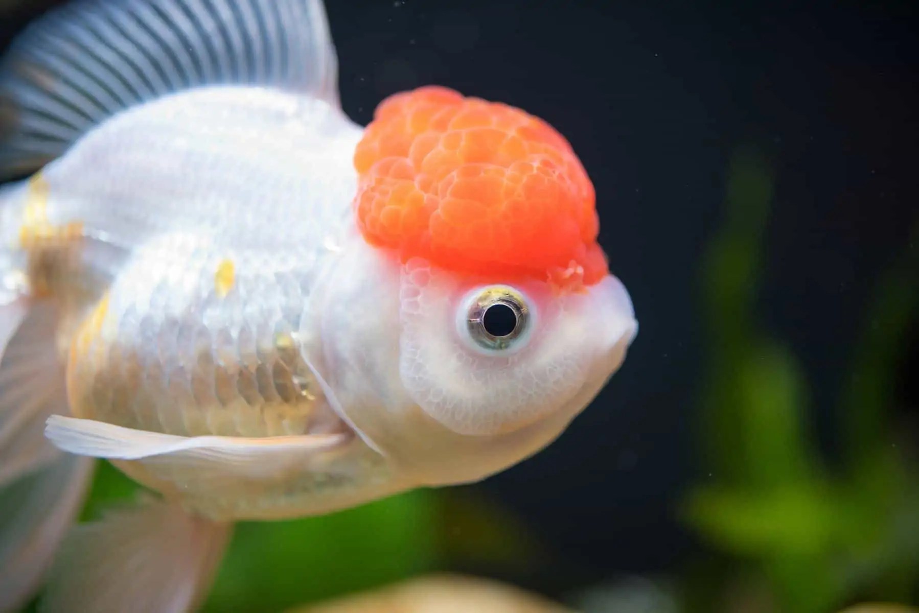 Red Cap Oranda Goldfish Male Or Female