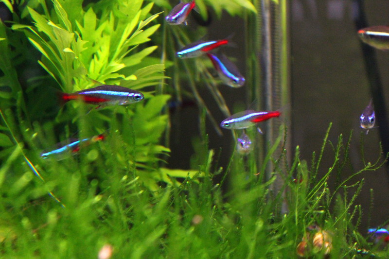 neonsalmler › Aquarium Fische