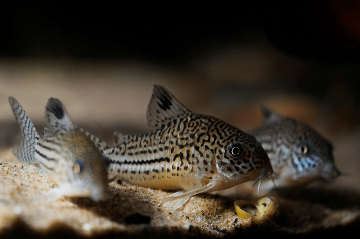 Welse gehören einfach in ein Gesellschaftsbecken. › Aquarium Fische