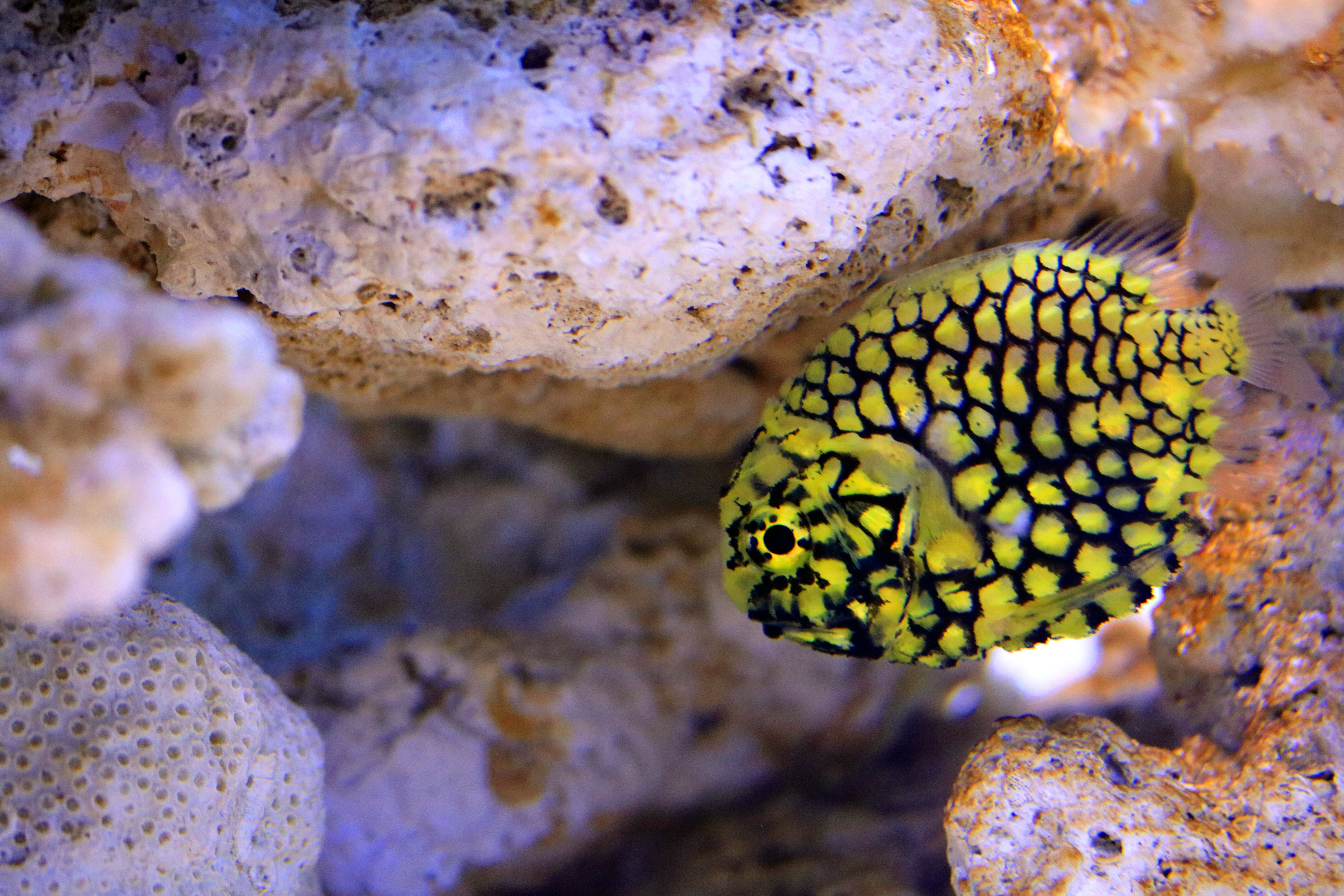 Pineapplefish Species Two Oceans Aquarium Official Tickets Cape