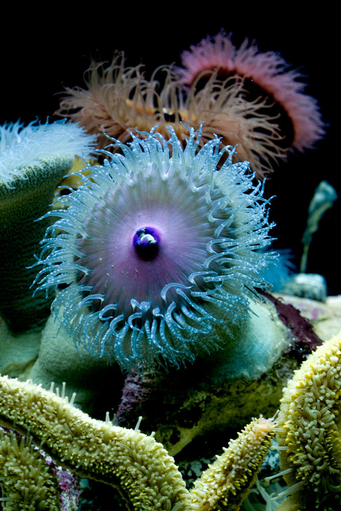 Anemones Species Two Oceans Aquarium Cape Town, South Africa