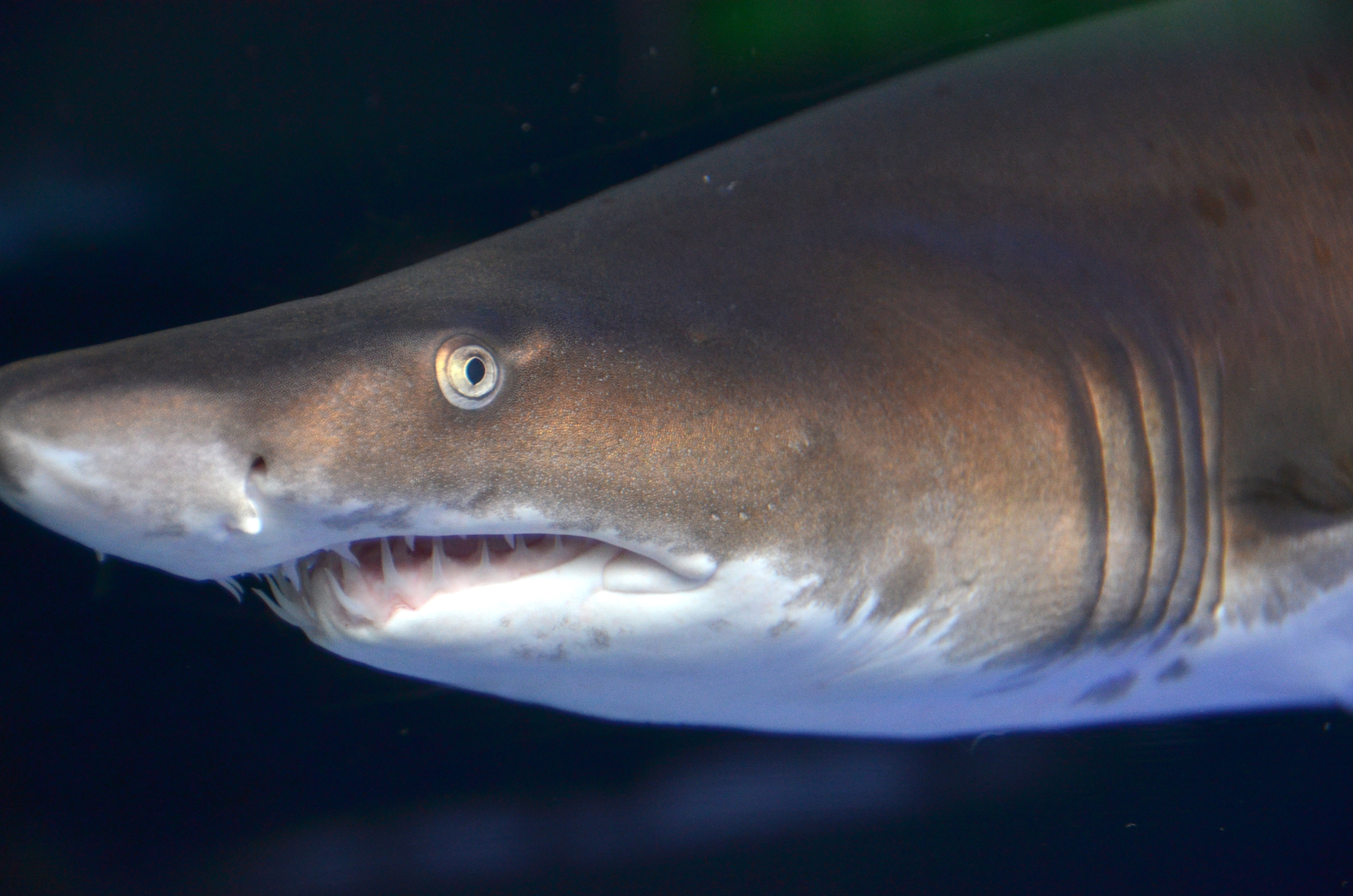 Raggedtooth shark Species Two Oceans Aquarium Cape Town, South