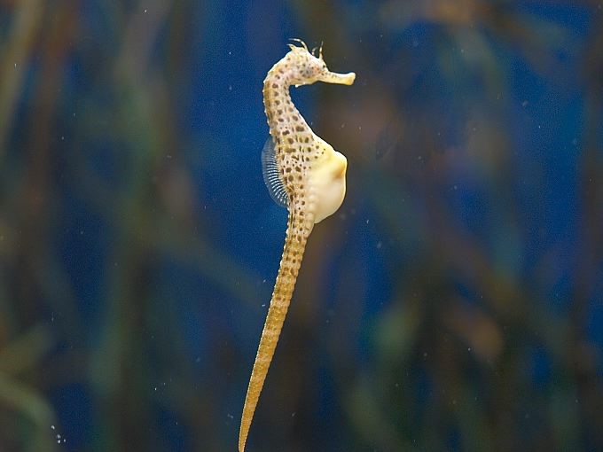 La Reproducción de los Peces L'Aquàrium de Barcelona