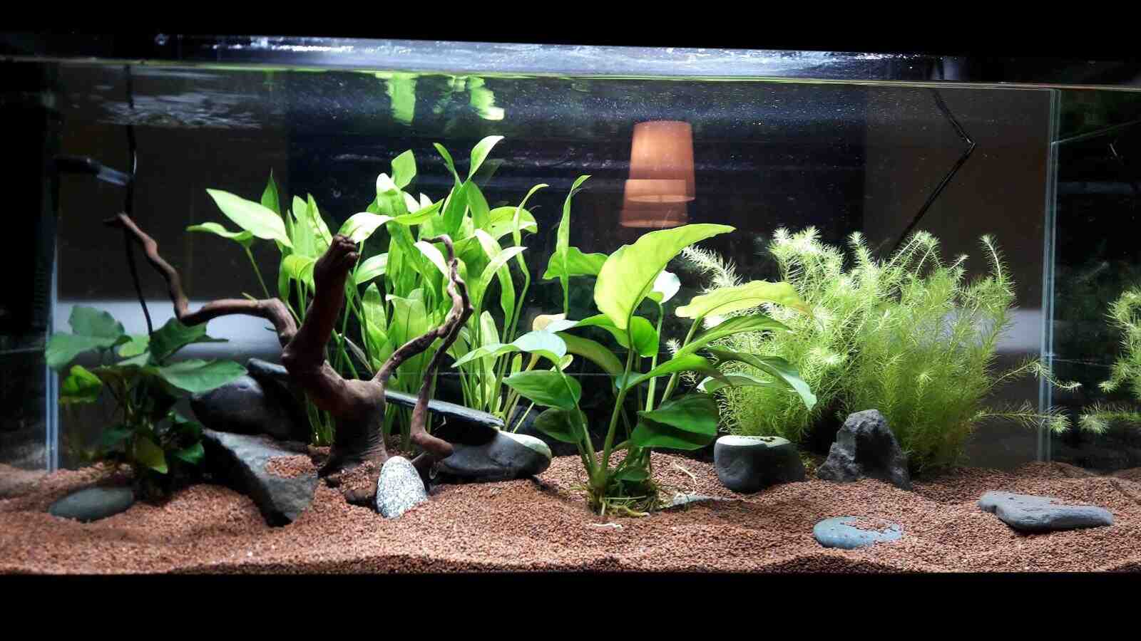 Quelle plante pour un aquarium de Guppy ? Choisir son