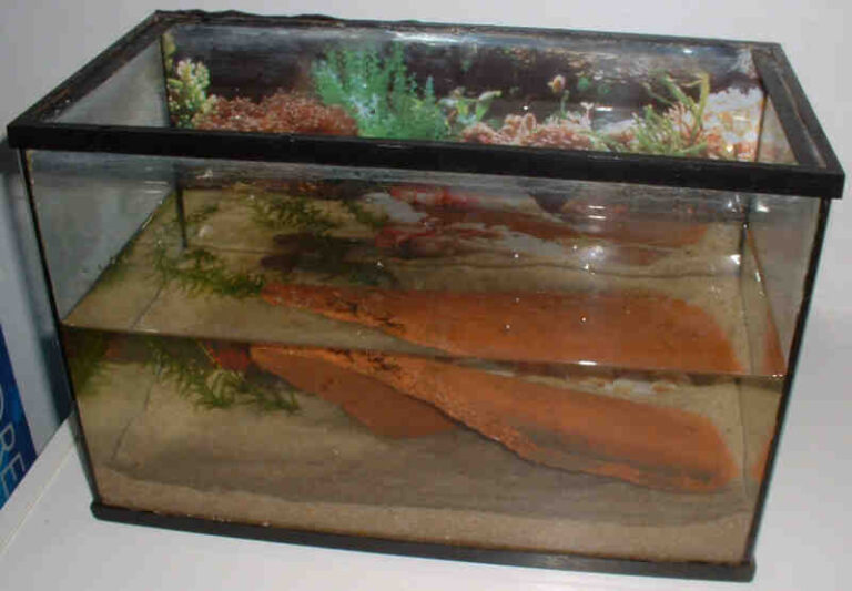 Comment faire un aquarium pour axolotl ? Choisir son aquarium