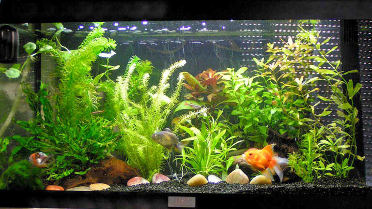 Quand mettre poisson rouge dans aquarium ? Choisir son