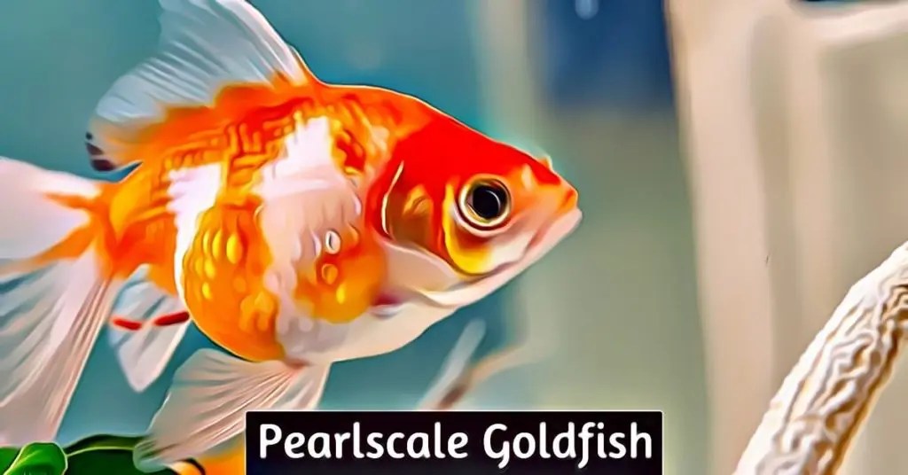 Pearlscale Goldfish Care Auquarium Fish Keepers