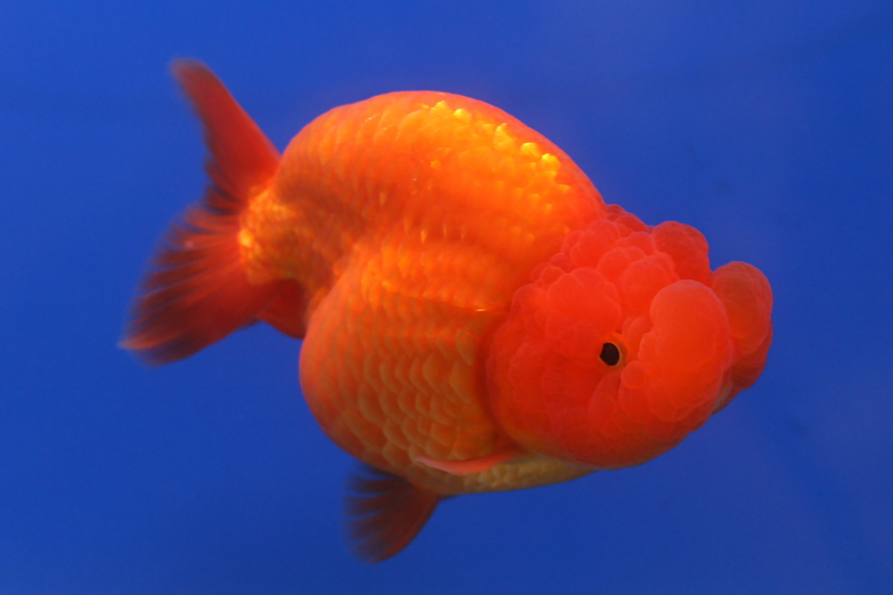 Goldfish What You Need to Know Aquarium Fish Paradise Adelaide SA(024)