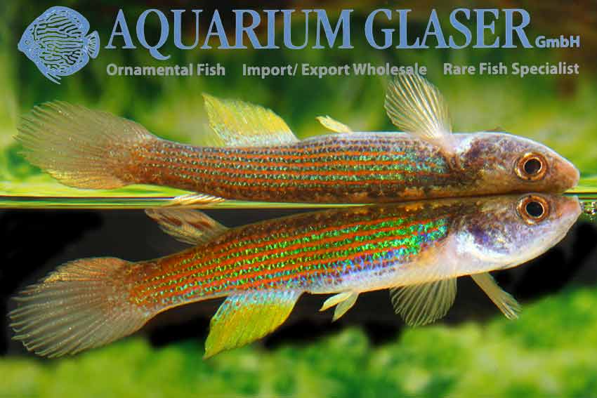 Rivulus rubrolineatus Aquarium Glaser GmbH