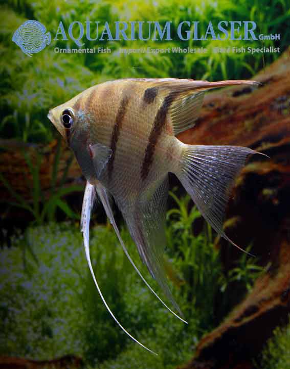 Pterophyllum leopoldi Aquarium Glaser GmbH