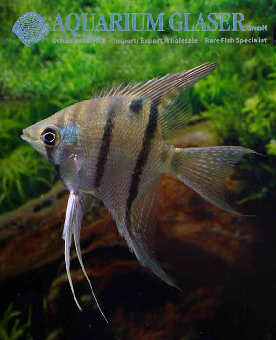 Pterophyllum leopoldi Aquarium Glaser GmbH