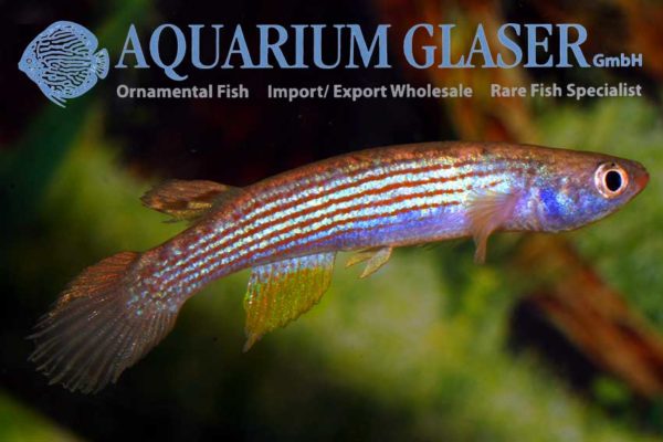 Rivulus rubrolineatus Aquarium Glaser GmbH