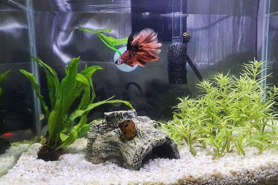 Can Snails Live with Bettas? (Yes & Top 5 Species)