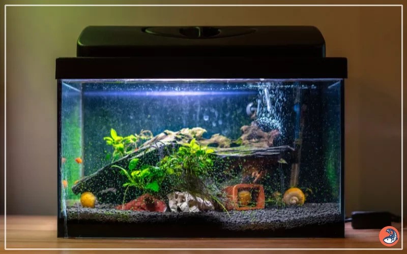 Fish Tank Volume Calculator AquariumNexus