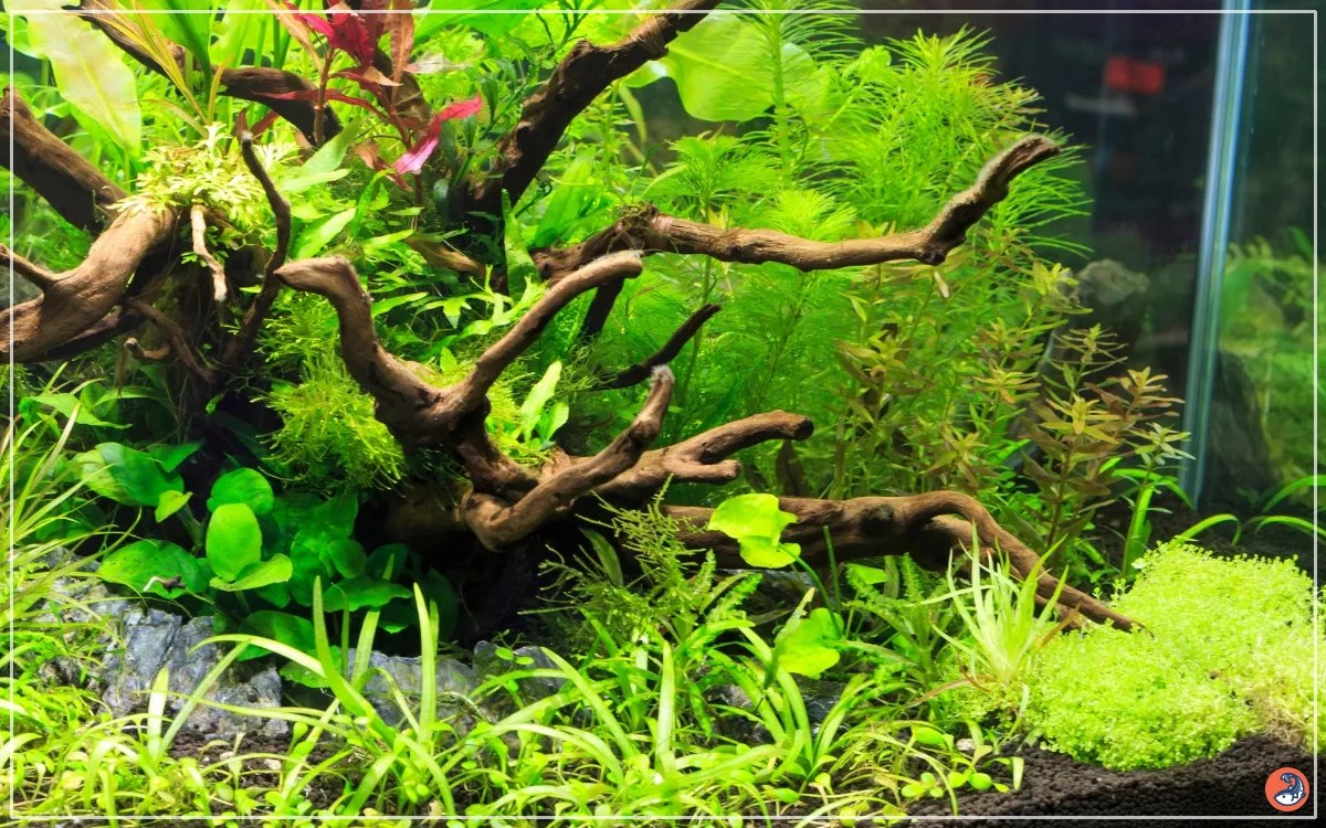 Planted Aquarium Setup Step by Step for Beginners AquariumNexus