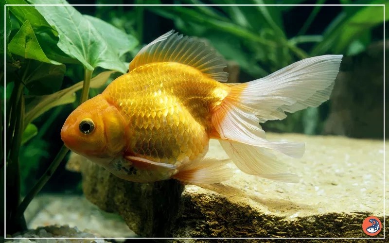 15 Aquarium Fish for Good Luck, Abundance, and Prosperity AquariumNexus